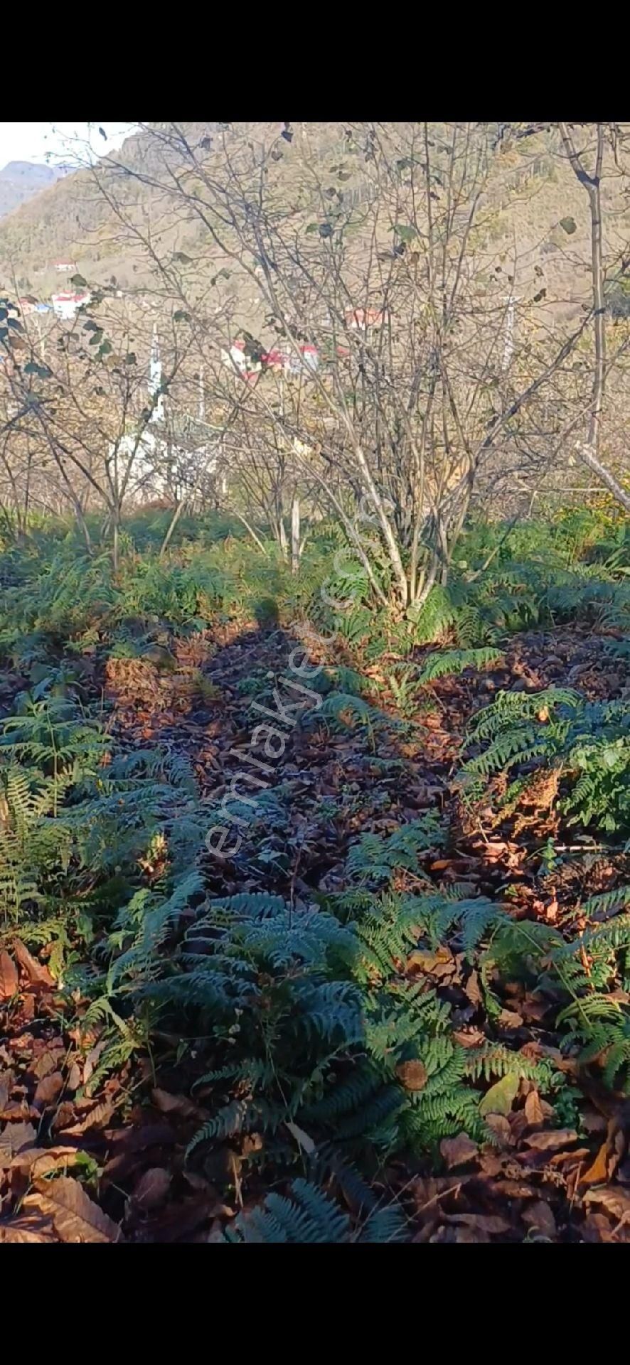 Giresun Görele'de Müstakil Tapulu 4 Dönüm (4.000 M2) Fındık Bahçesi. - Görsel 9