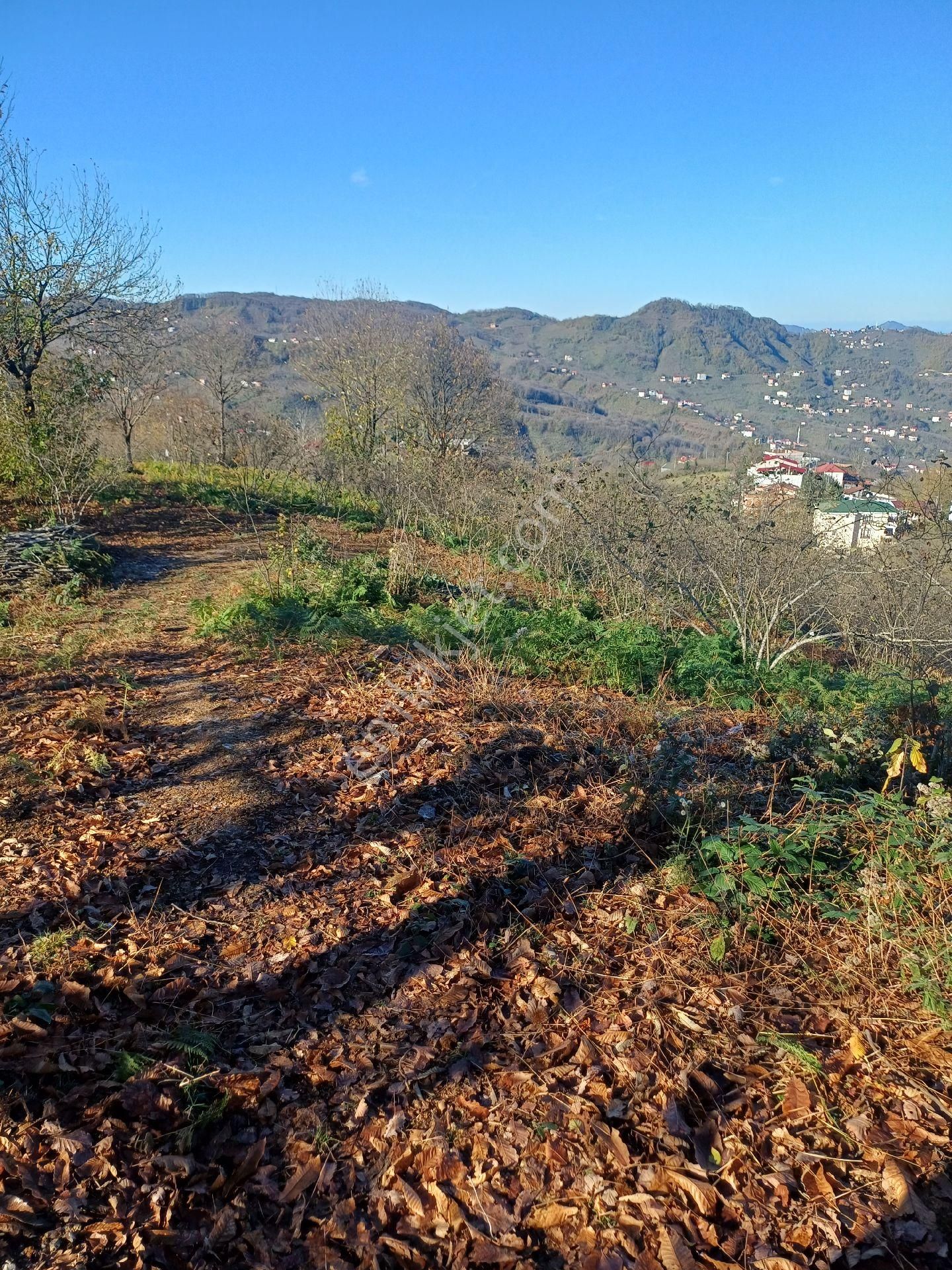 Giresun Görele'de Müstakil Tapulu 4 Dönüm (4.000 M2) Fındık Bahçesi. - Görsel 11