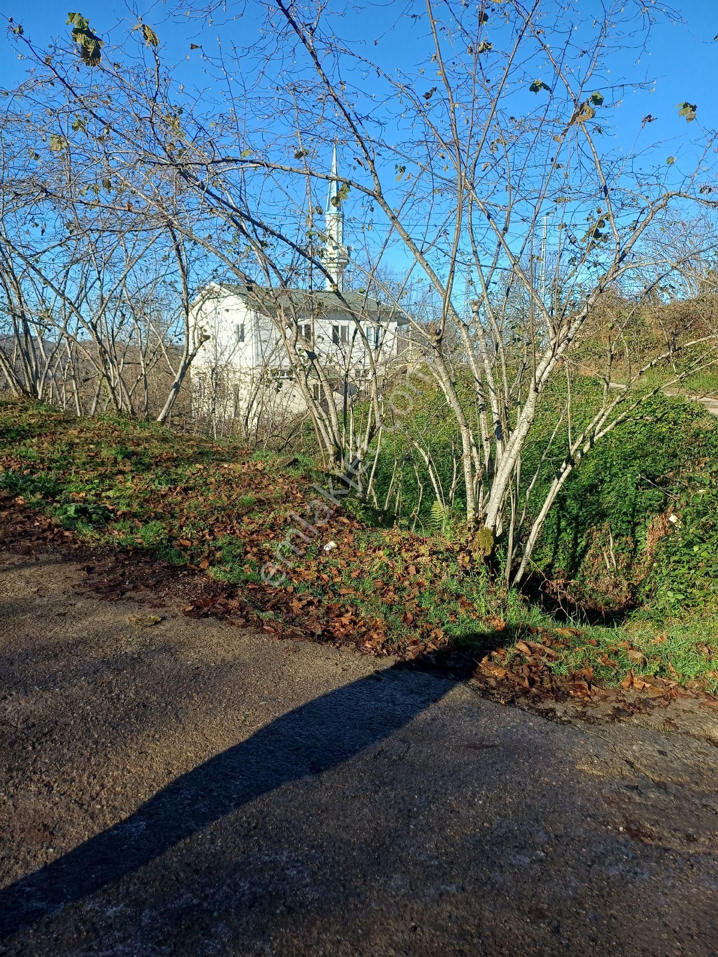 Giresun Görele'de Müstakil Tapulu 4 Dönüm (4.000 M2) Fındık Bahçesi.