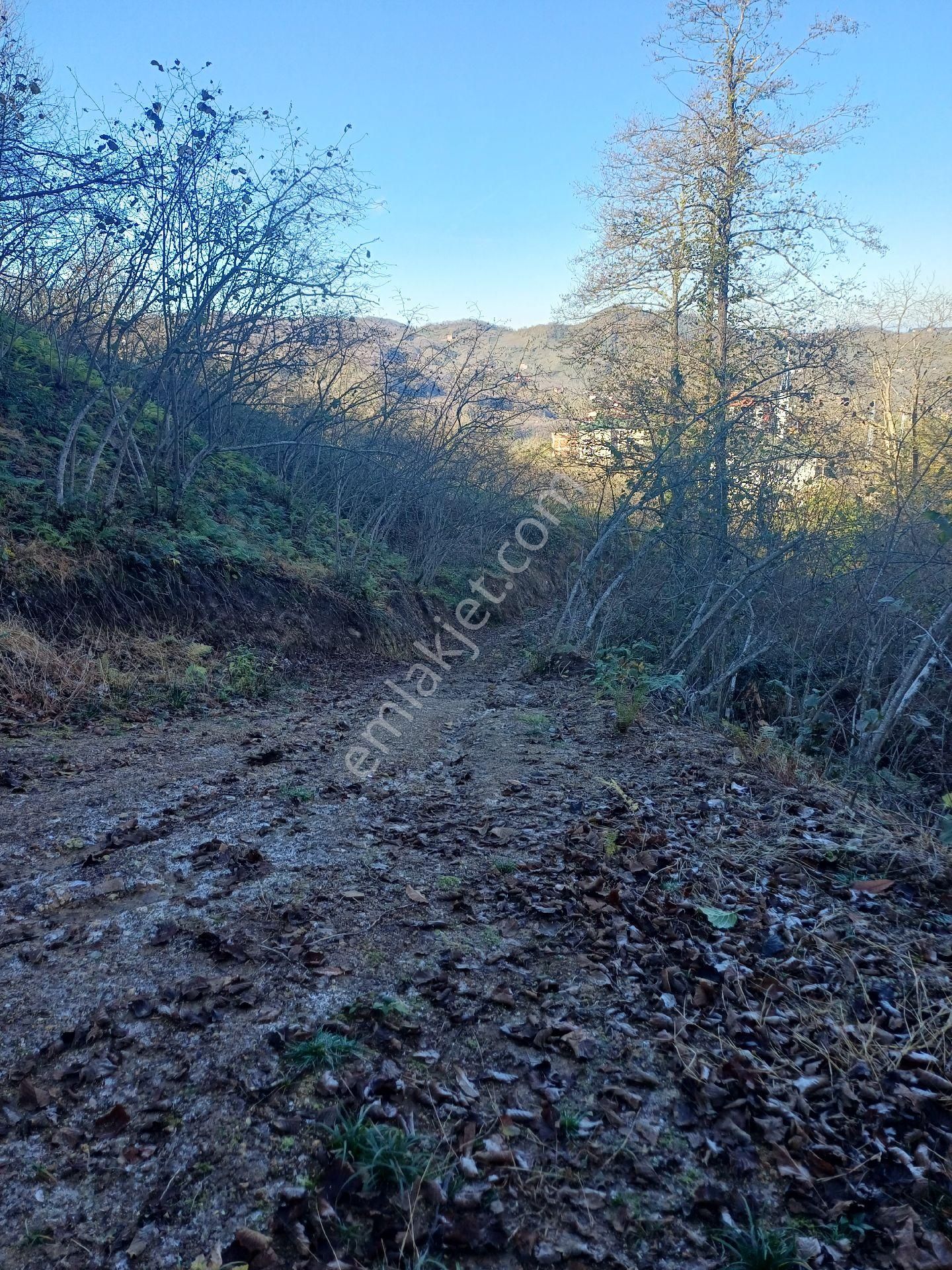 Giresun Görele'de Müstakil Tapulu 4 Dönüm (4.000 M2) Fındık Bahçesi. - Görsel 5