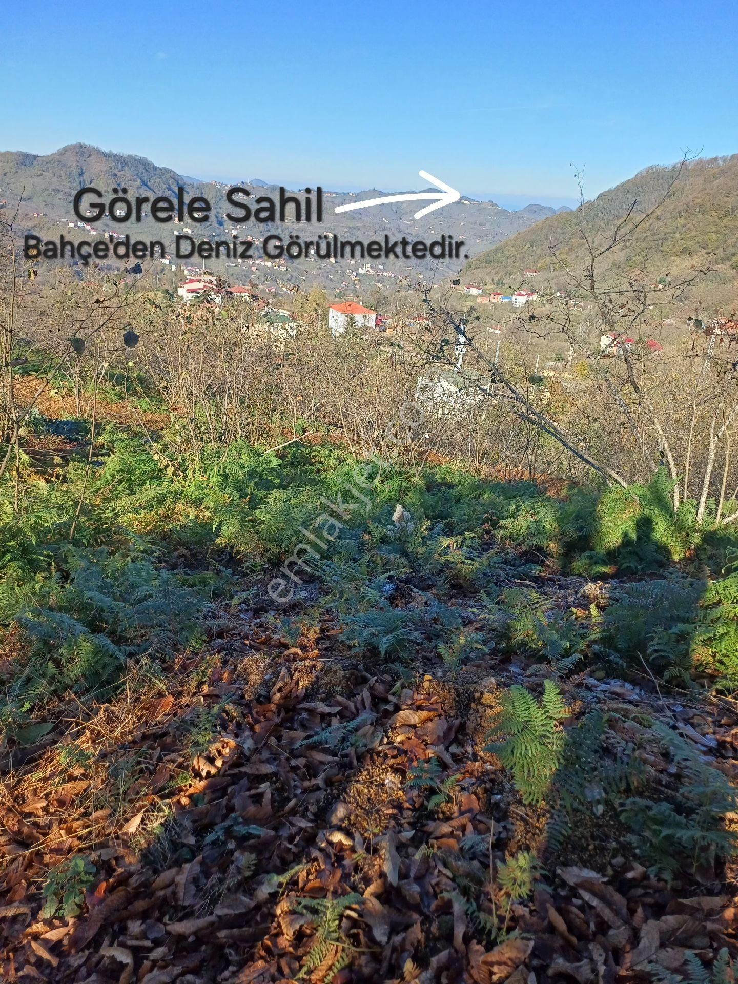 Giresun Görele'de Müstakil Tapulu 4 Dönüm (4.000 M2) Fındık Bahçesi. - Görsel 12