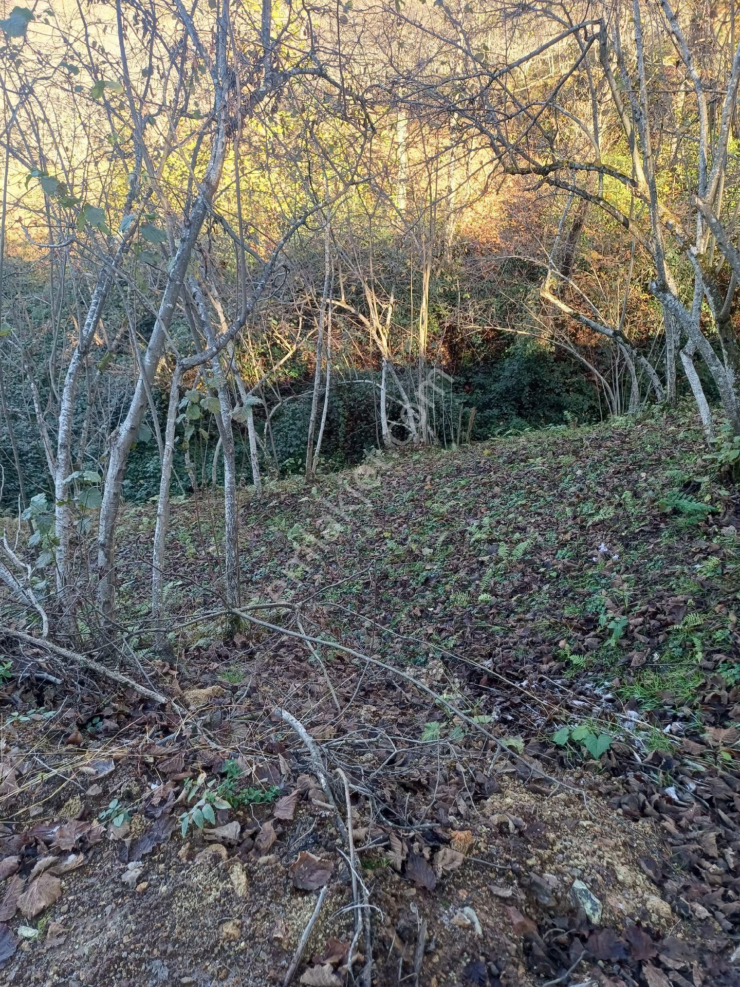 Giresun Görele'de Müstakil Tapulu 4 Dönüm (4.000 M2) Fındık Bahçesi. - Görsel 7