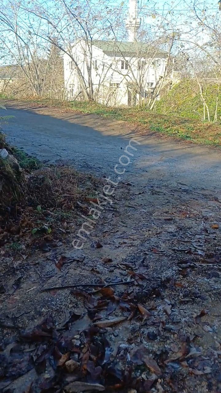 Giresun Görele'de Müstakil Tapulu 4 Dönüm (4.000 M2) Fındık Bahçesi. - Görsel 2