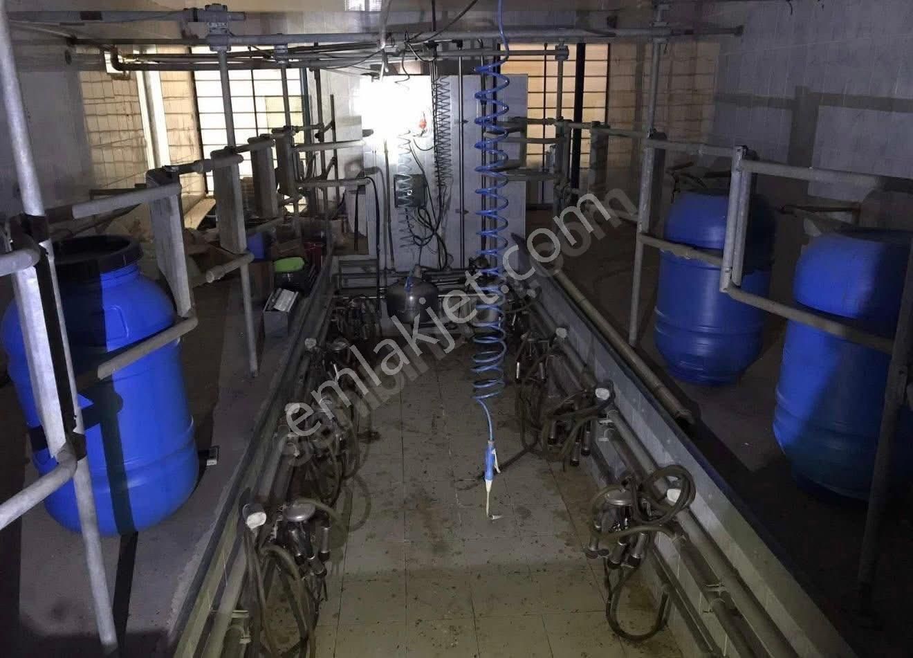 🐄🌿 Aydın / Nazilli Dualar’da Satılık Ruhsatlı Çiftlik 🌿🐄 - Görsel 4