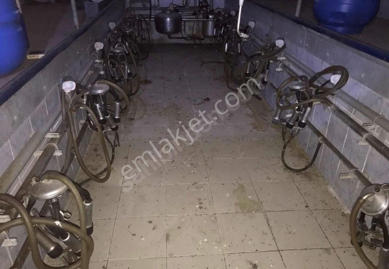 🐄🌿 Aydın / Nazilli Dualar’da Satılık Ruhsatlı Çiftlik 🌿🐄 - Görsel 5