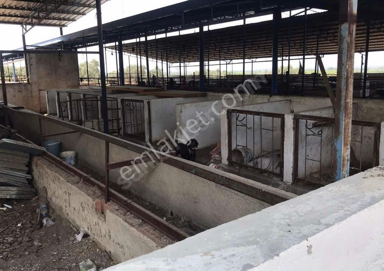 🐄🌿 Aydın / Nazilli Dualar’da Satılık Ruhsatlı Çiftlik 🌿🐄 - Görsel 15