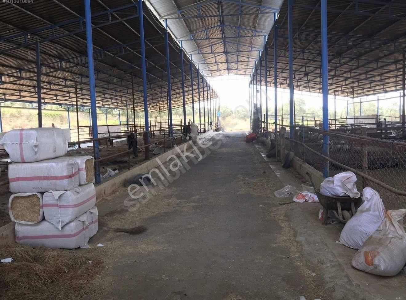 🐄🌿 Aydın / Nazilli Dualar’da Satılık Ruhsatlı Çiftlik 🌿🐄 - Görsel 16