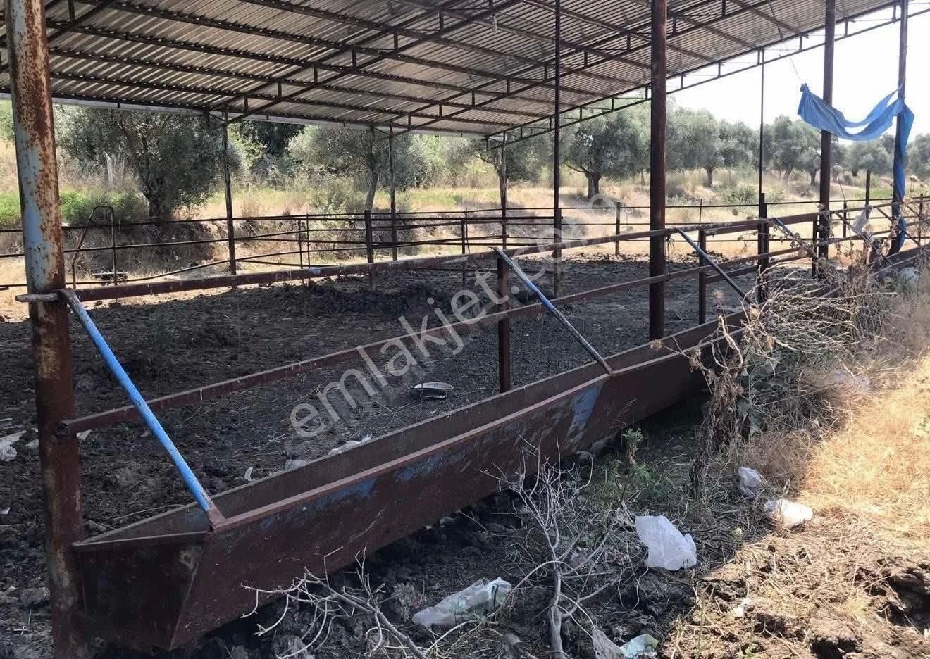 🐄🌿 Aydın / Nazilli Dualar’da Satılık Ruhsatlı Çiftlik 🌿🐄 - Görsel 10