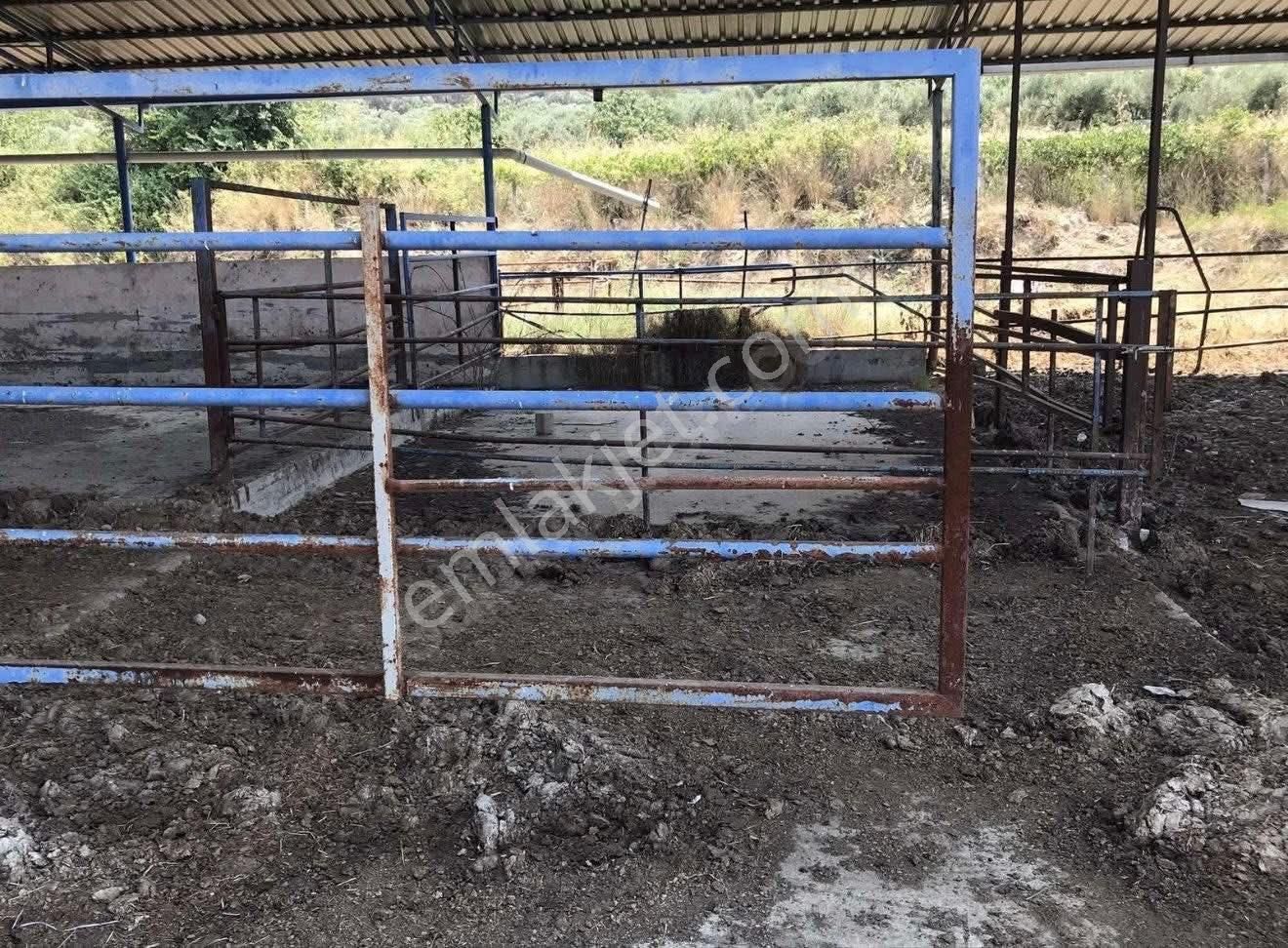 🐄🌿 Aydın / Nazilli Dualar’da Satılık Ruhsatlı Çiftlik 🌿🐄 - Görsel 17