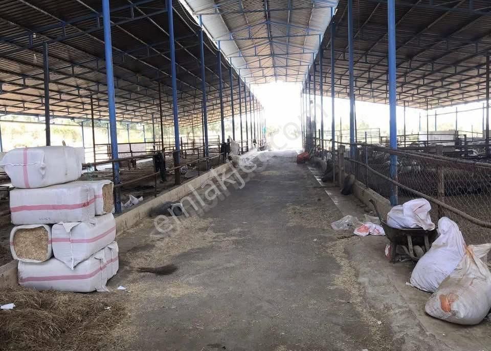 🐄🌿 Aydın / Nazilli Dualar’da Satılık Ruhsatlı Çiftlik 🌿🐄 - Görsel 7