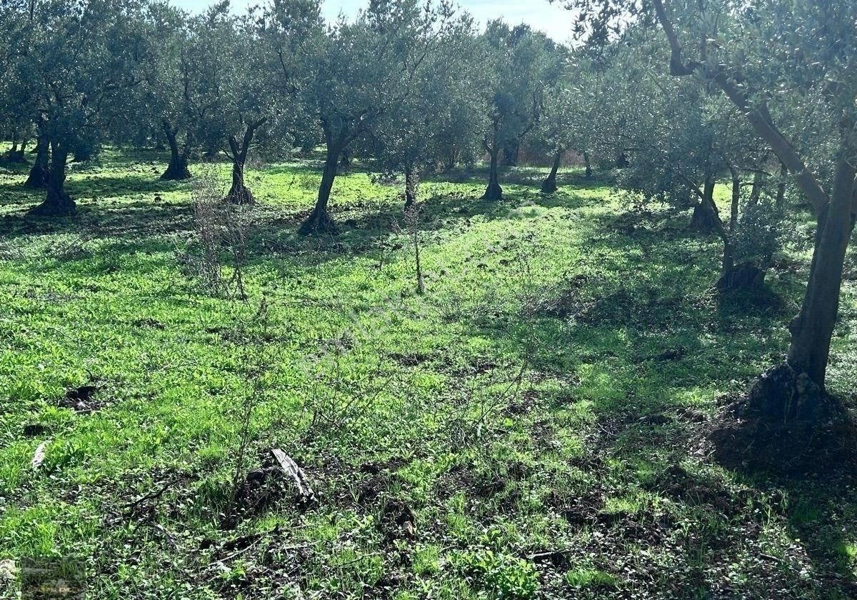 Altıntaş Yolunda Asfalta Cephe İmarlı Arsa Detaylı - Görsel 6