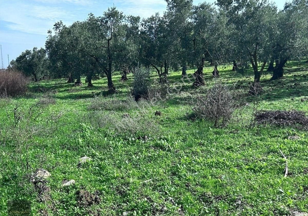 Altıntaş Yolunda Asfalta Cephe İmarlı Arsa Detaylı - Görsel 4