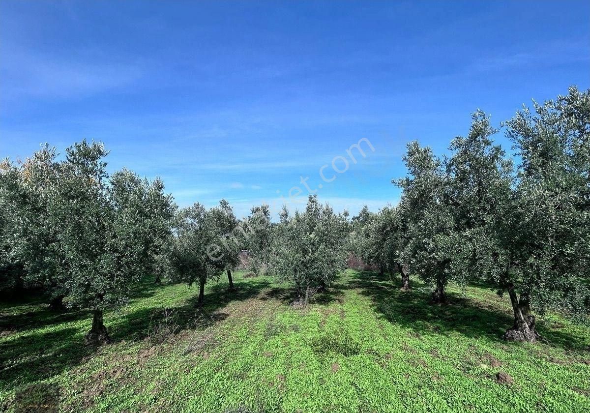 Altıntaş Yolunda Asfalta Cephe İmarlı Arsa Detaylı - Görsel 2