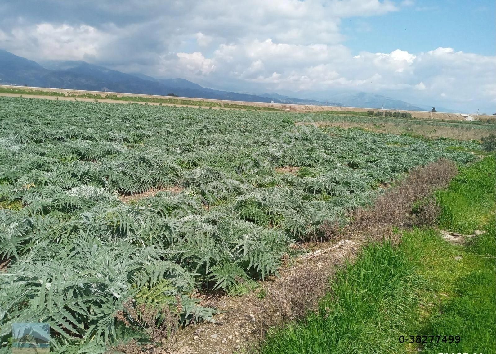 Aydın Merkez Gölhisarda Satılık Müstakil Tapulu 4122 M2 Bahçe Yeni Otobana Yakın - Görsel 25