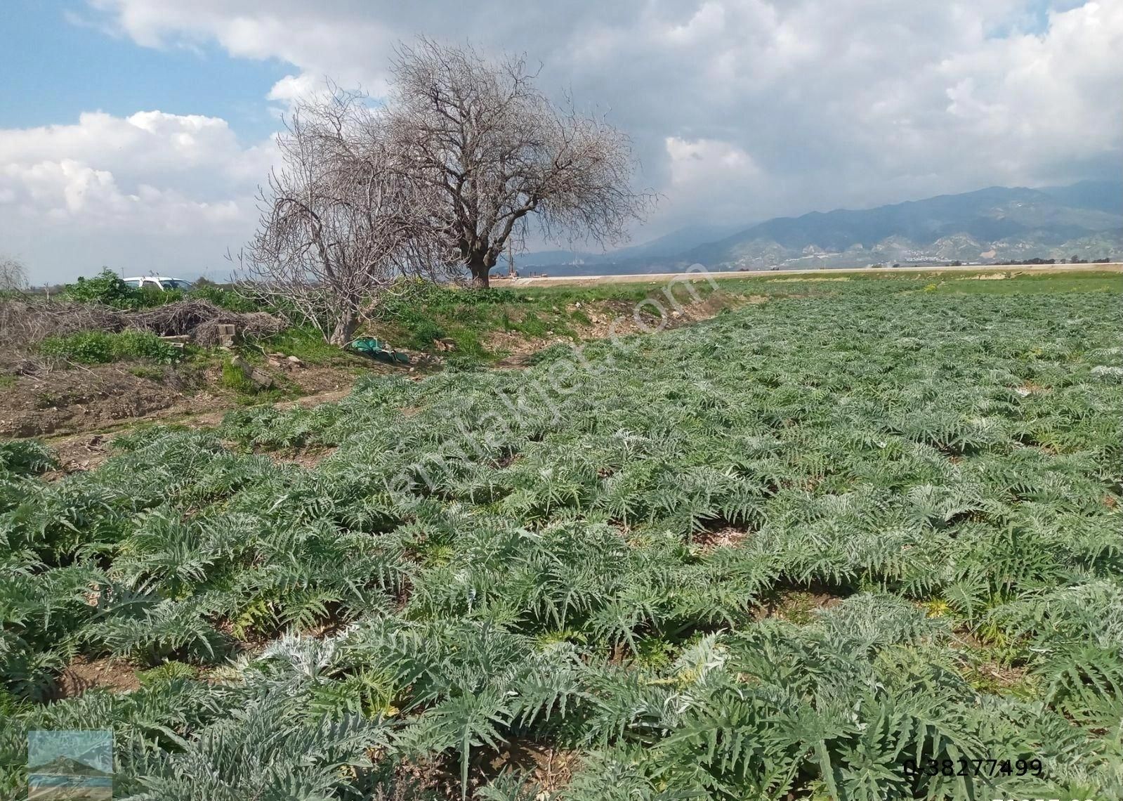 Aydın Merkez Gölhisarda Satılık Müstakil Tapulu 4122 M2 Bahçe Yeni Otobana Yakın - Görsel 26