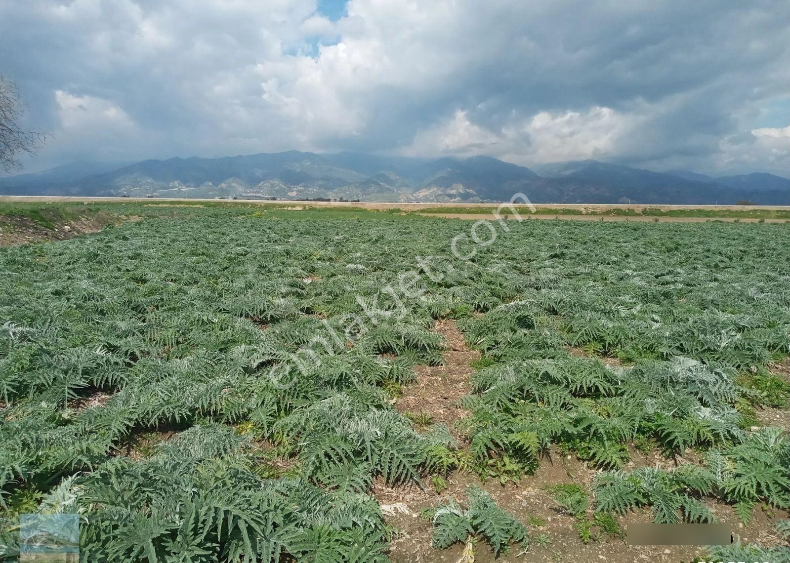 Aydın Merkez Gölhisarda Satılık Müstakil Tapulu 4122 M2 Bahçe Yeni Otobana Yakın - Görsel 18