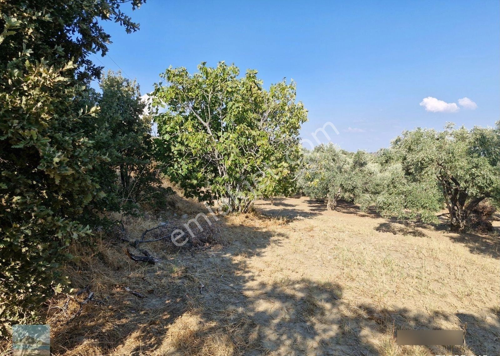 Aydın Söke Argavlıda Satılık 4852 M2 Düz Bahçe Söke Asfaltına 160 Metre Mesafede - Görsel 2