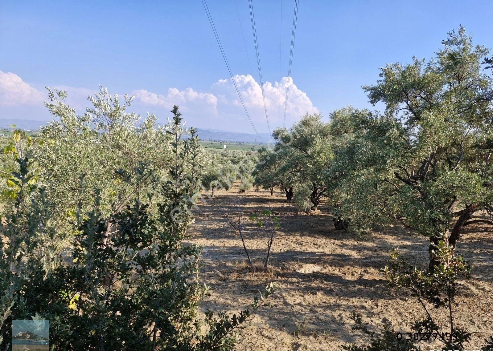 Aydın Söke Argavlıda Satılık 4852 M2 Düz Bahçe Söke Asfaltına 160 Metre Mesafede - Görsel 9
