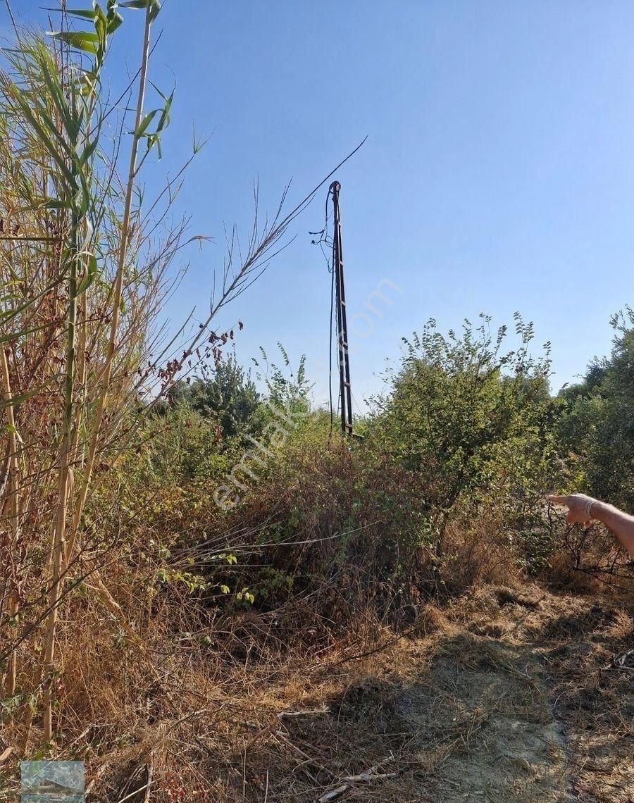 Aydın Söke Argavlıda Satılık 4852 M2 Düz Bahçe Söke Asfaltına 160 Metre Mesafede - Görsel 11
