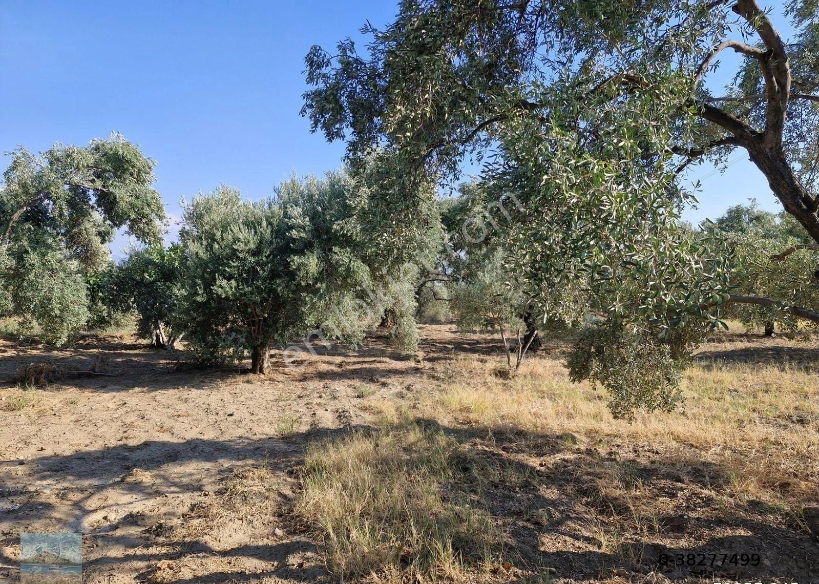 Aydın Söke Argavlıda Satılık 4852 M2 Düz Bahçe Söke Asfaltına 160 Metre Mesafede - Görsel 23