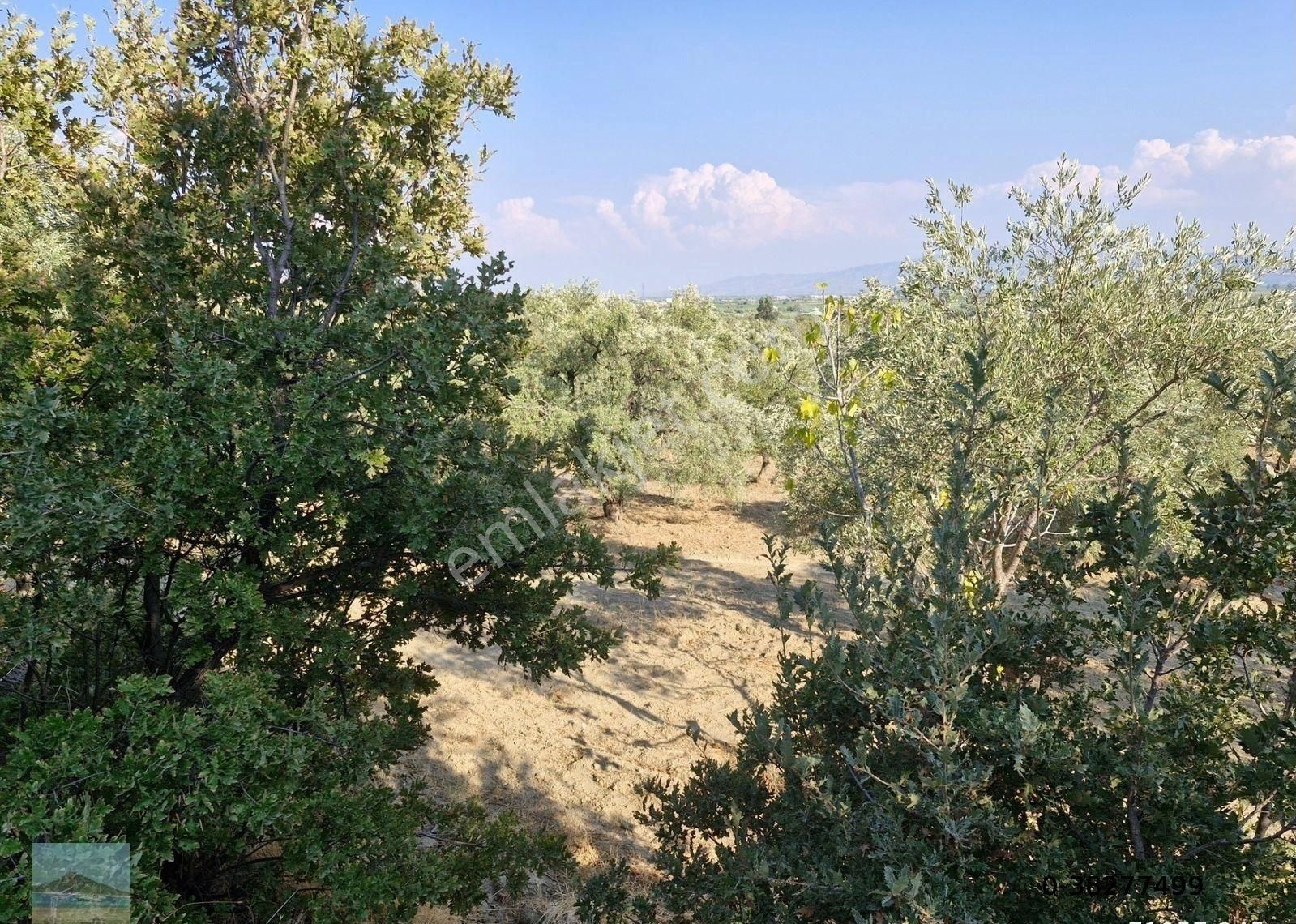 Aydın Söke Argavlıda Satılık 4852 M2 Düz Bahçe Söke Asfaltına 160 Metre Mesafede - Görsel 28