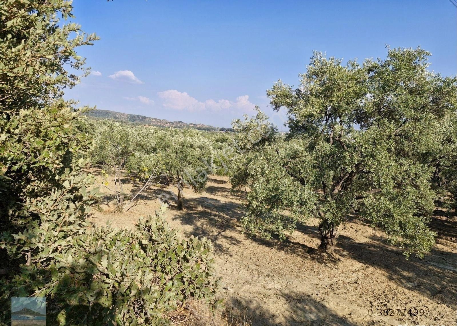 Aydın Söke Argavlıda Satılık 4852 M2 Düz Bahçe Söke Asfaltına 160 Metre Mesafede - Görsel 15