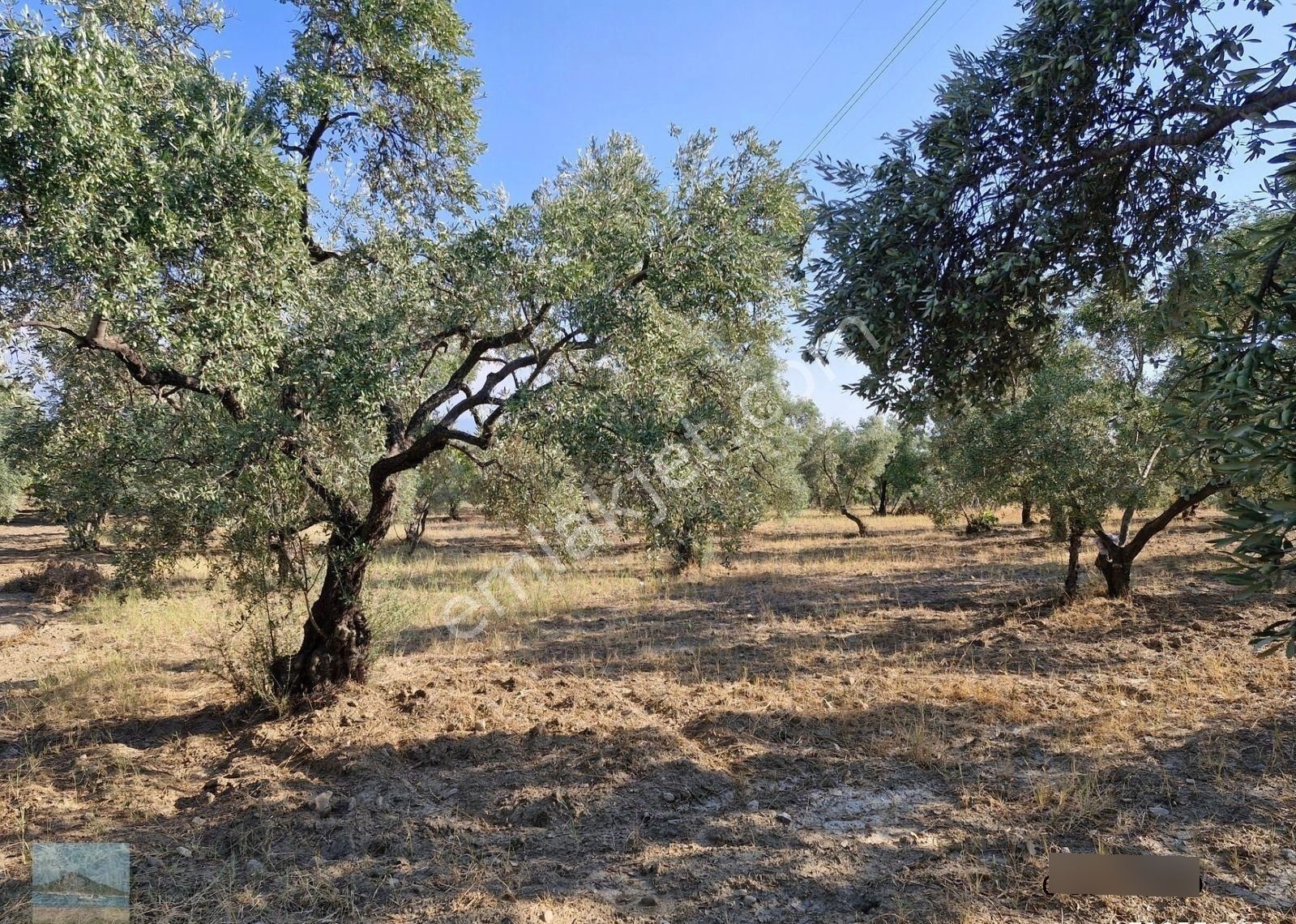 Aydın Söke Argavlıda Satılık 4852 M2 Düz Bahçe Söke Asfaltına 160 Metre Mesafede - Görsel 25