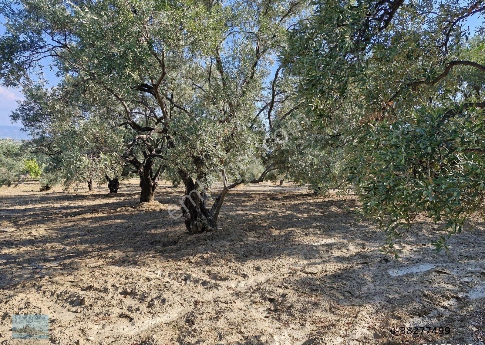Aydın Söke Argavlıda Satılık 4852 M2 Düz Bahçe Söke Asfaltına 160 Metre Mesafede - Görsel 26