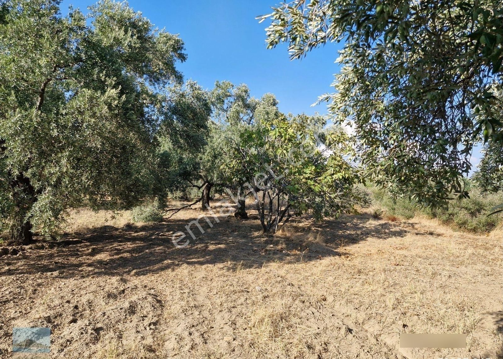 Aydın Söke Argavlıda Satılık 4852 M2 Düz Bahçe Söke Asfaltına 160 Metre Mesafede - Görsel 3