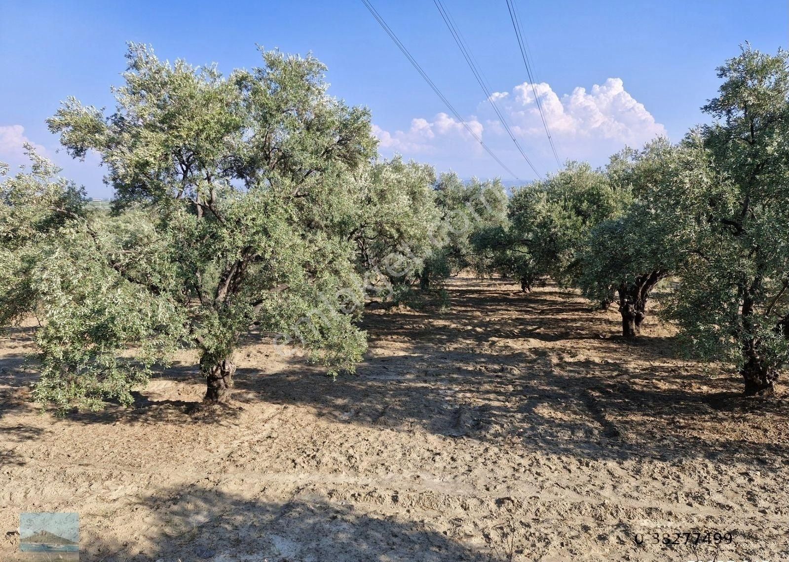 Aydın Söke Argavlıda Satılık 4852 M2 Düz Bahçe Söke Asfaltına 160 Metre Mesafede - Görsel 22