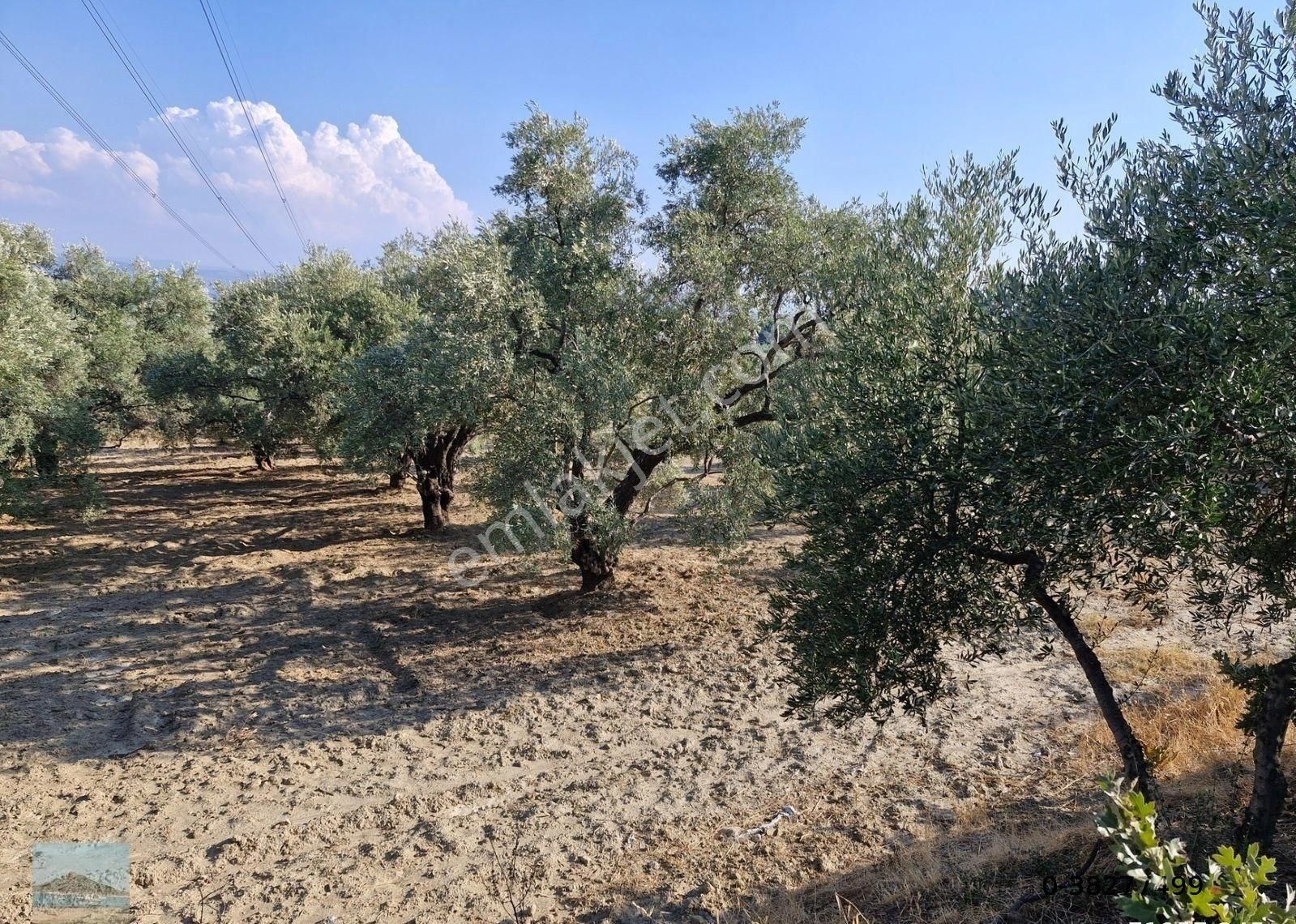 Aydın Söke Argavlıda Satılık 4852 M2 Düz Bahçe Söke Asfaltına 160 Metre Mesafede - Görsel 17