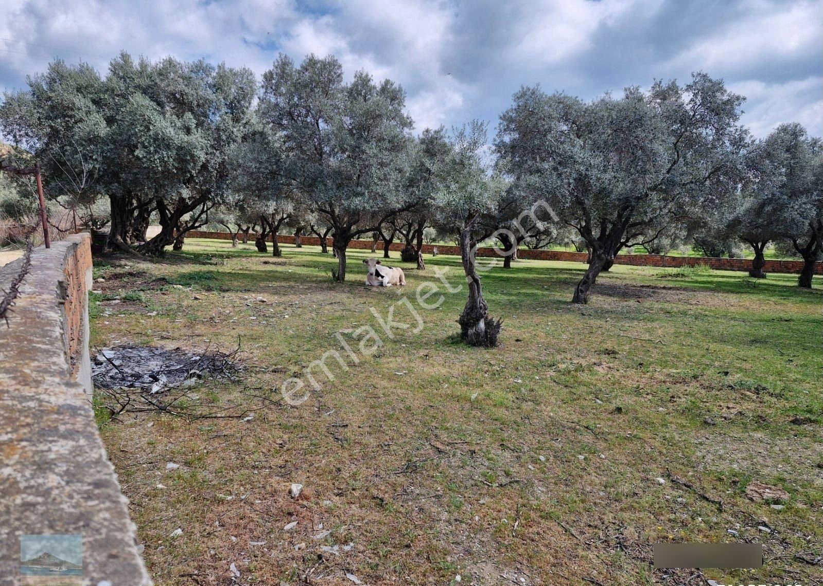 Aydın Merkez Ilıca Başında Satılık İçinde Evi Olan 6705 M2 İmara Çok Yakın Bahçe - Görsel 26