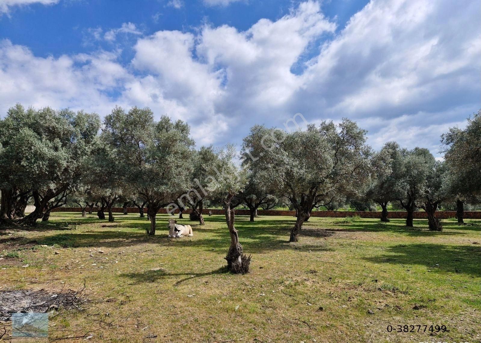 Aydın Merkez Ilıca Başında Satılık İçinde Evi Olan 6705 M2 İmara Çok Yakın Bahçe - Görsel 31