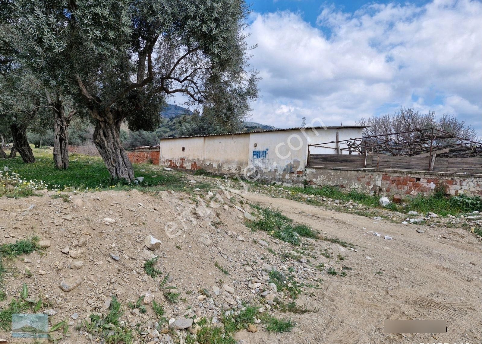 Aydın Merkez Ilıca Başında Satılık İçinde Evi Olan 6705 M2 İmara Çok Yakın Bahçe - Görsel 21