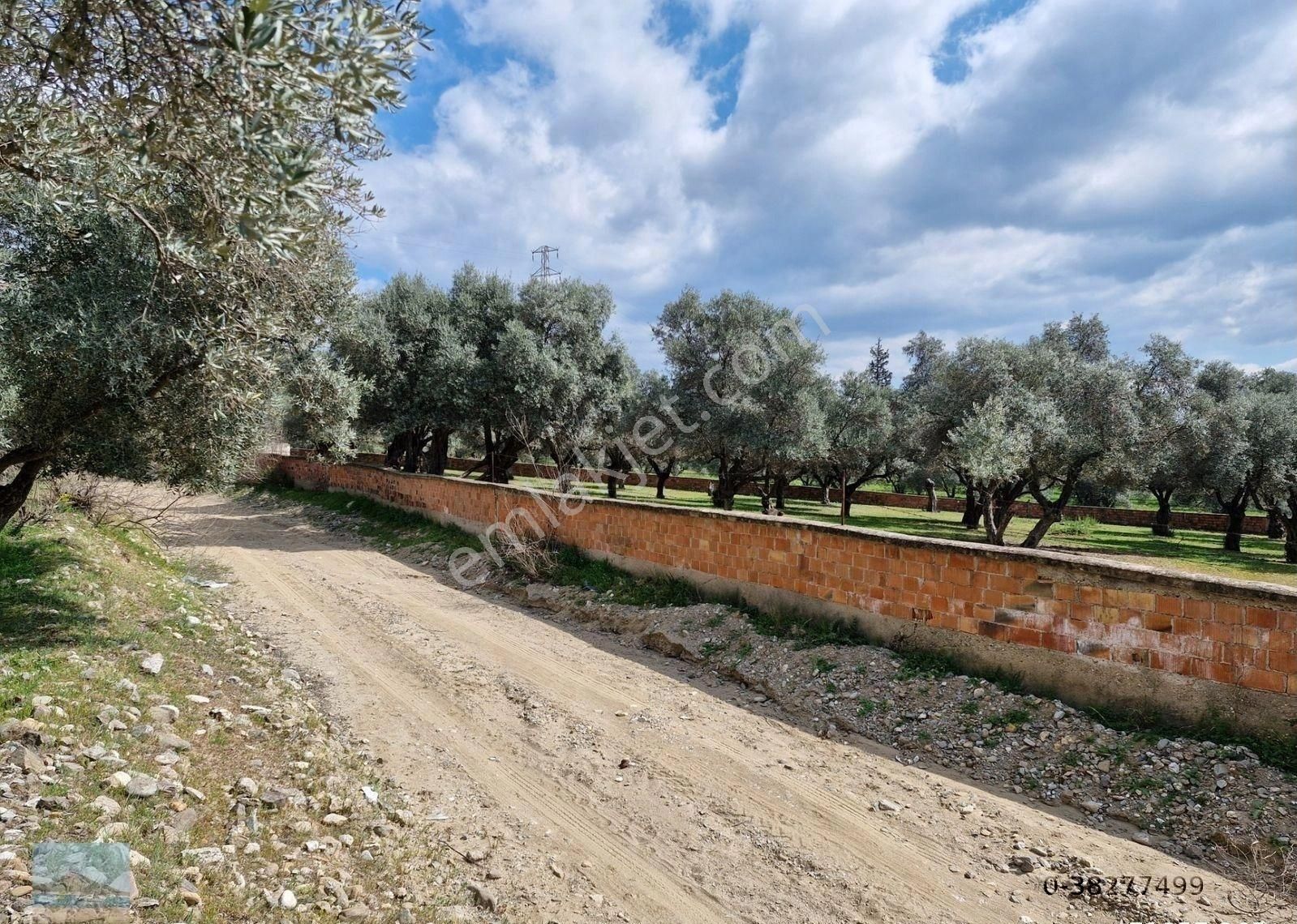 Aydın Merkez Ilıca Başında Satılık İçinde Evi Olan 6705 M2 İmara Çok Yakın Bahçe - Görsel 14