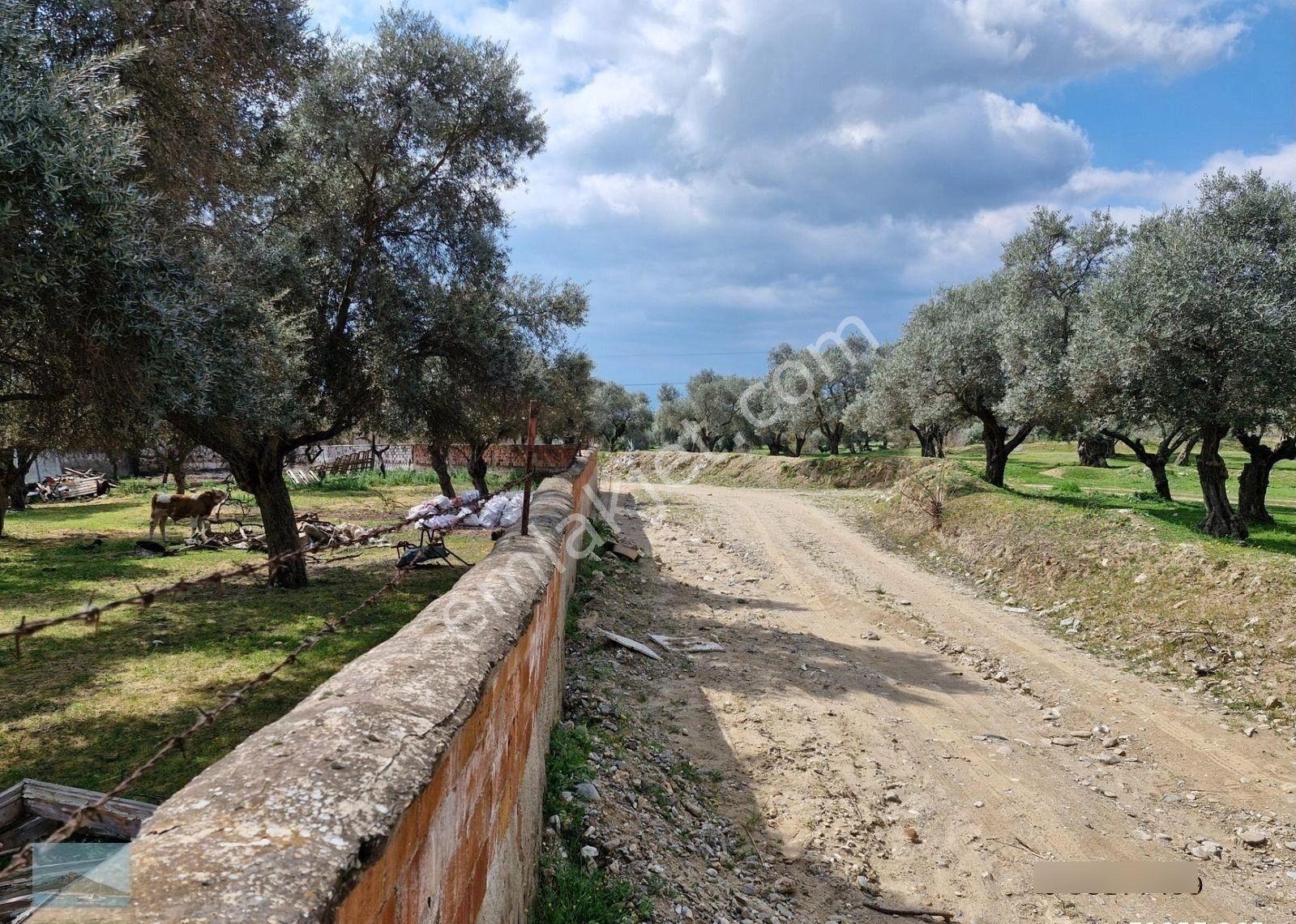 Aydın Merkez Ilıca Başında Satılık İçinde Evi Olan 6705 M2 İmara Çok Yakın Bahçe - Görsel 27