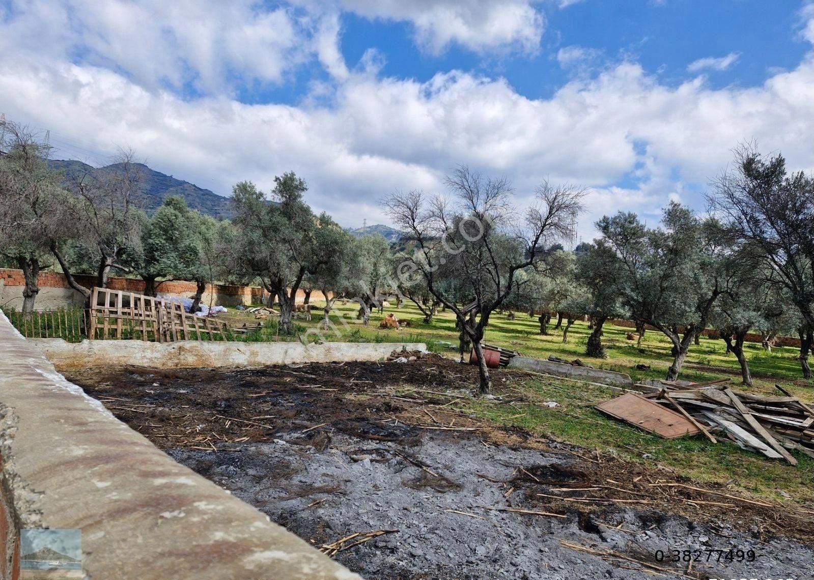 Aydın Merkez Ilıca Başında Satılık İçinde Evi Olan 6705 M2 İmara Çok Yakın Bahçe - Görsel 7