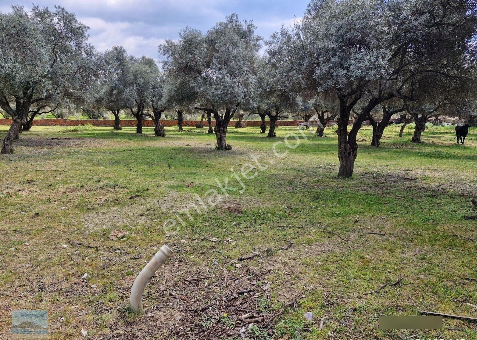 Aydın Merkez Ilıca Başında Satılık İçinde Evi Olan 6705 M2 İmara Çok Yakın Bahçe - Görsel 17