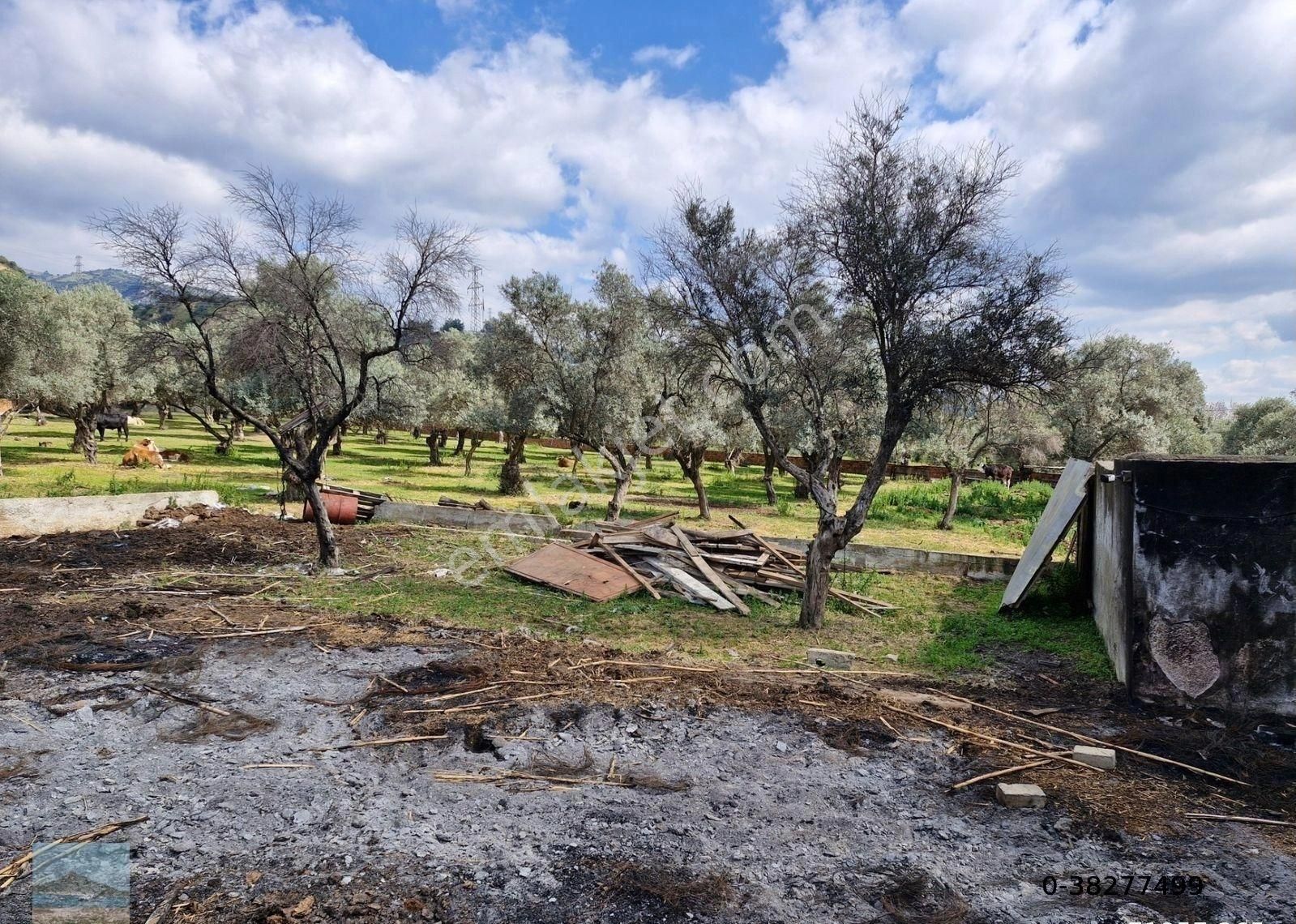 Aydın Merkez Ilıca Başında Satılık İçinde Evi Olan 6705 M2 İmara Çok Yakın Bahçe - Görsel 23