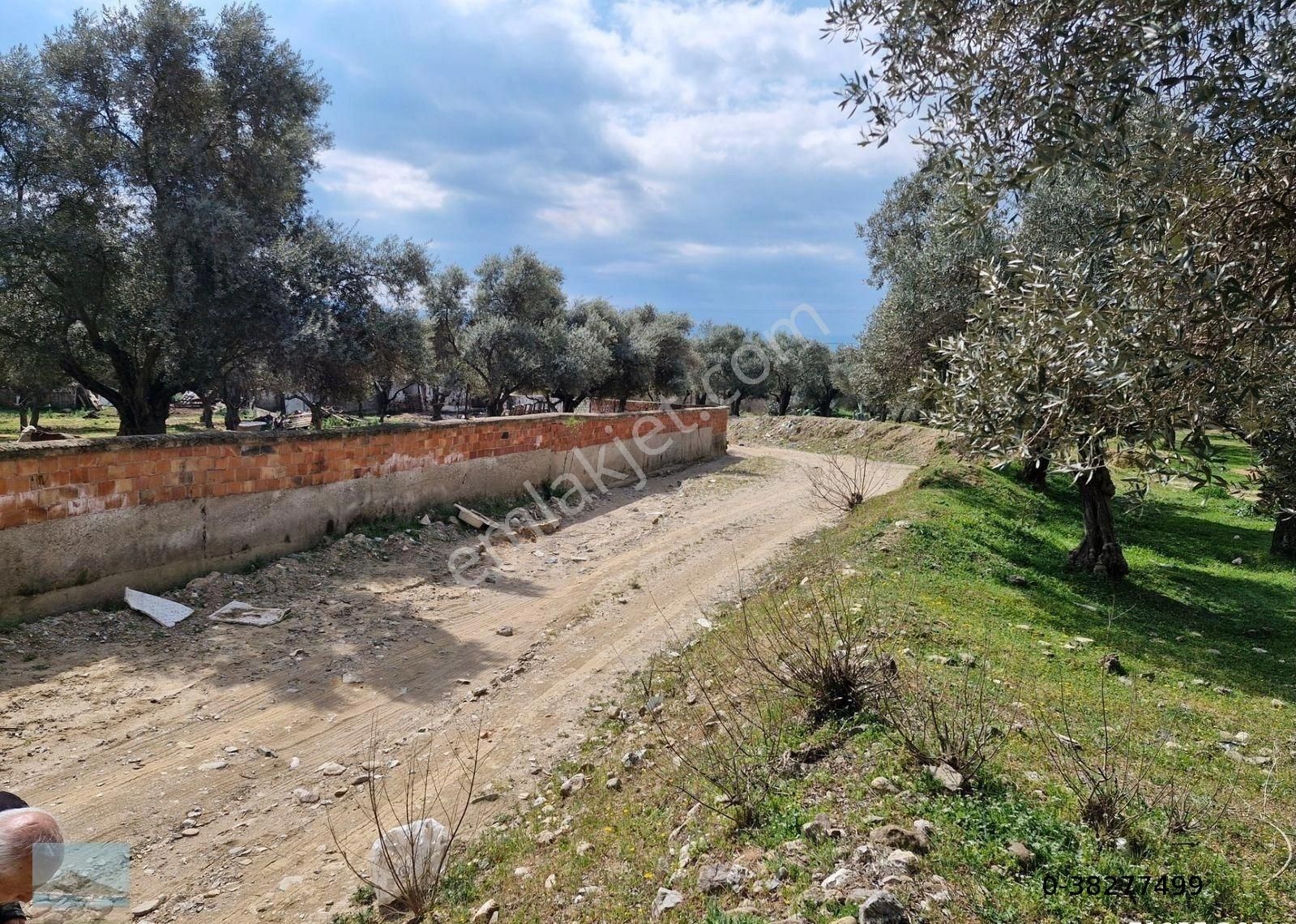 Aydın Merkez Ilıca Başında Satılık İçinde Evi Olan 6705 M2 İmara Çok Yakın Bahçe - Görsel 9