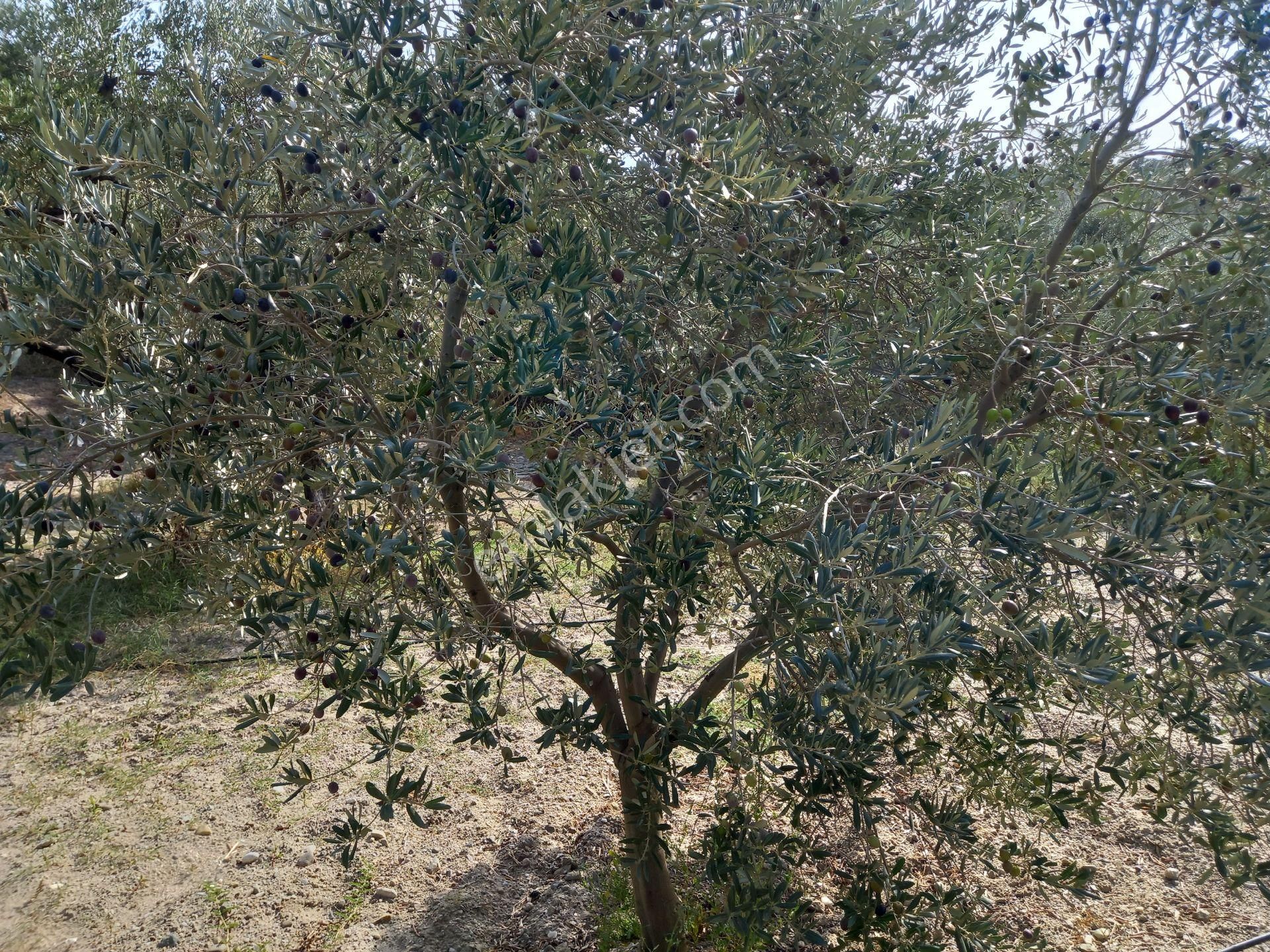 Akhisra Zeytinliova Da Köye Yakın 11.450. M2 Ful Zeytinlik 3.325.000 Tl - Görsel 3