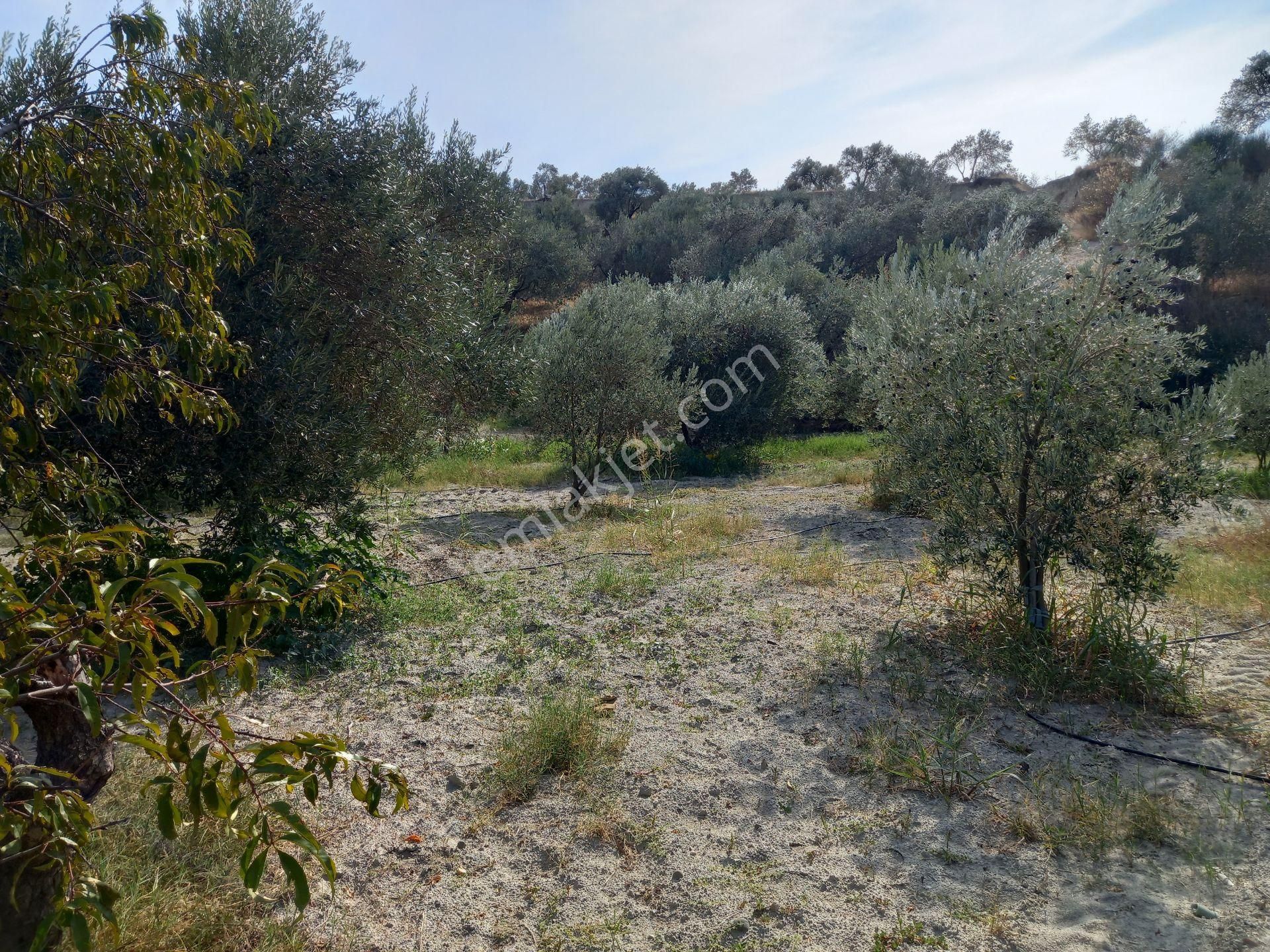 Akhisra Zeytinliova Da Köye Yakın 11.450. M2 Ful Zeytinlik 3.325.000 Tl - Görsel 23