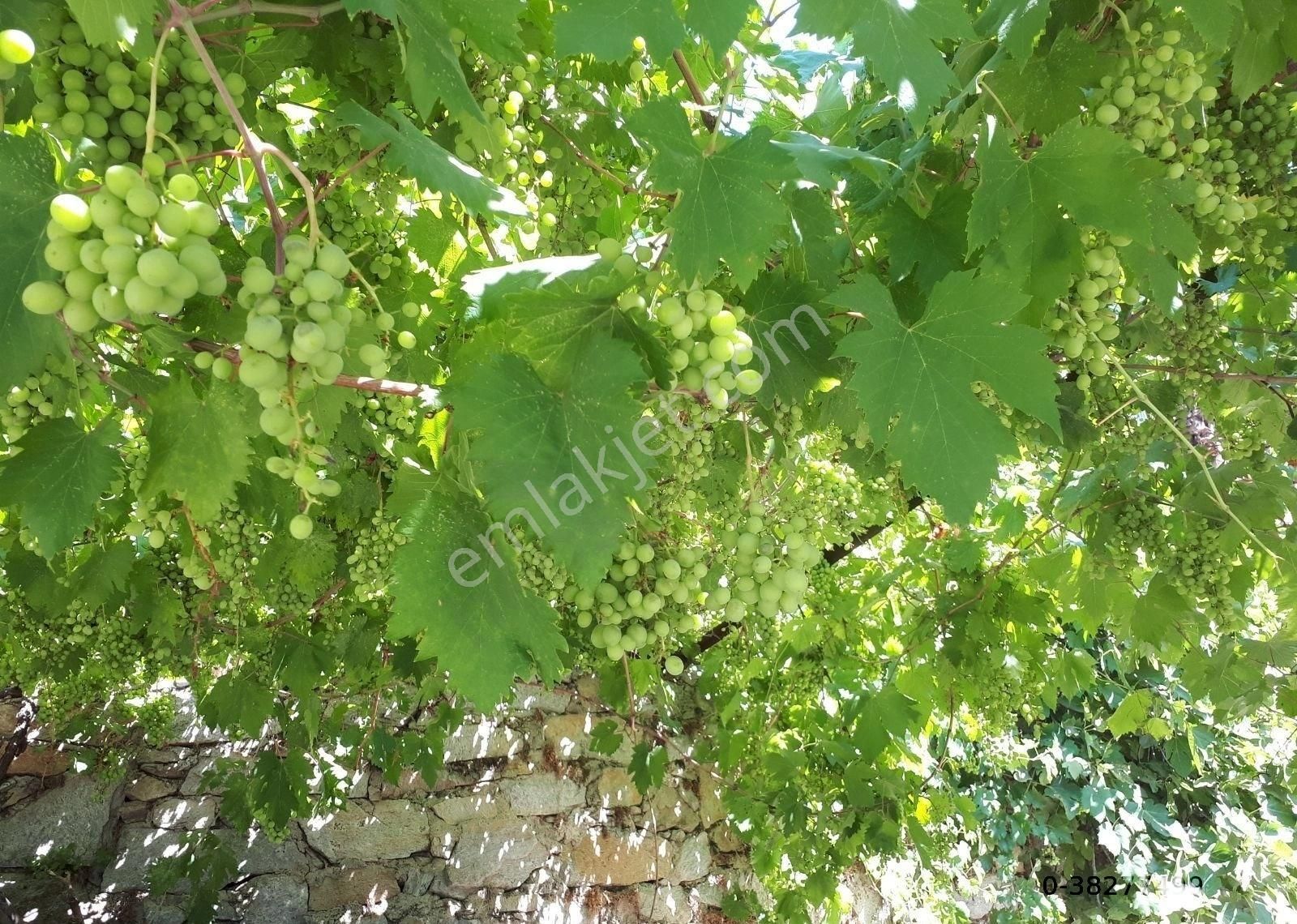 Muğla Milas Sakarkaya Da Satılık 598m2 Arsa İçinde 2+1 Masrafsız Müstakil Ev - Görsel 11