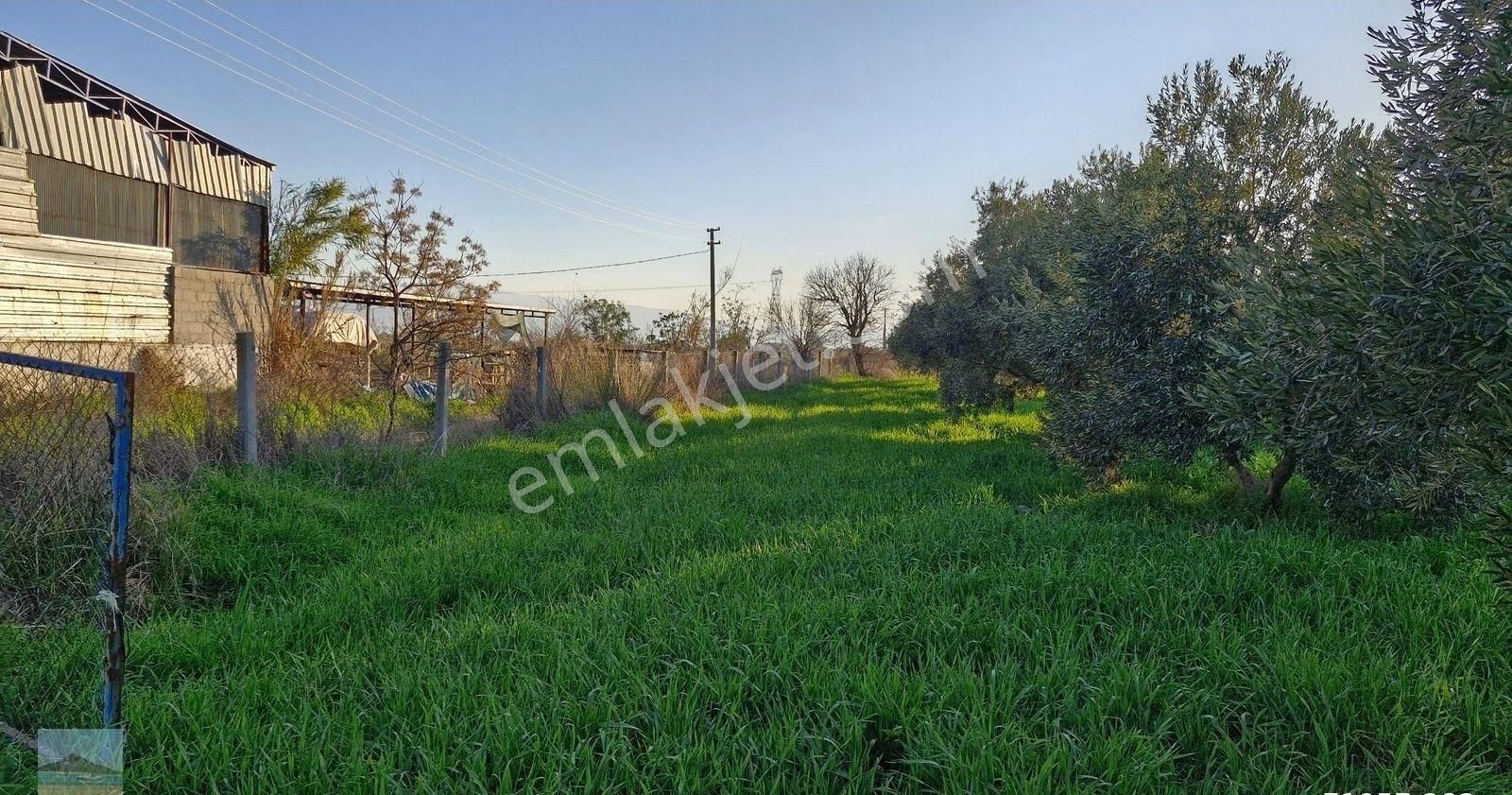 Aydın Germencik Ömerbeyliaydın Merkezde Satılık 7546 M2 Müstakil Tapulu Bahçe - Görsel 10