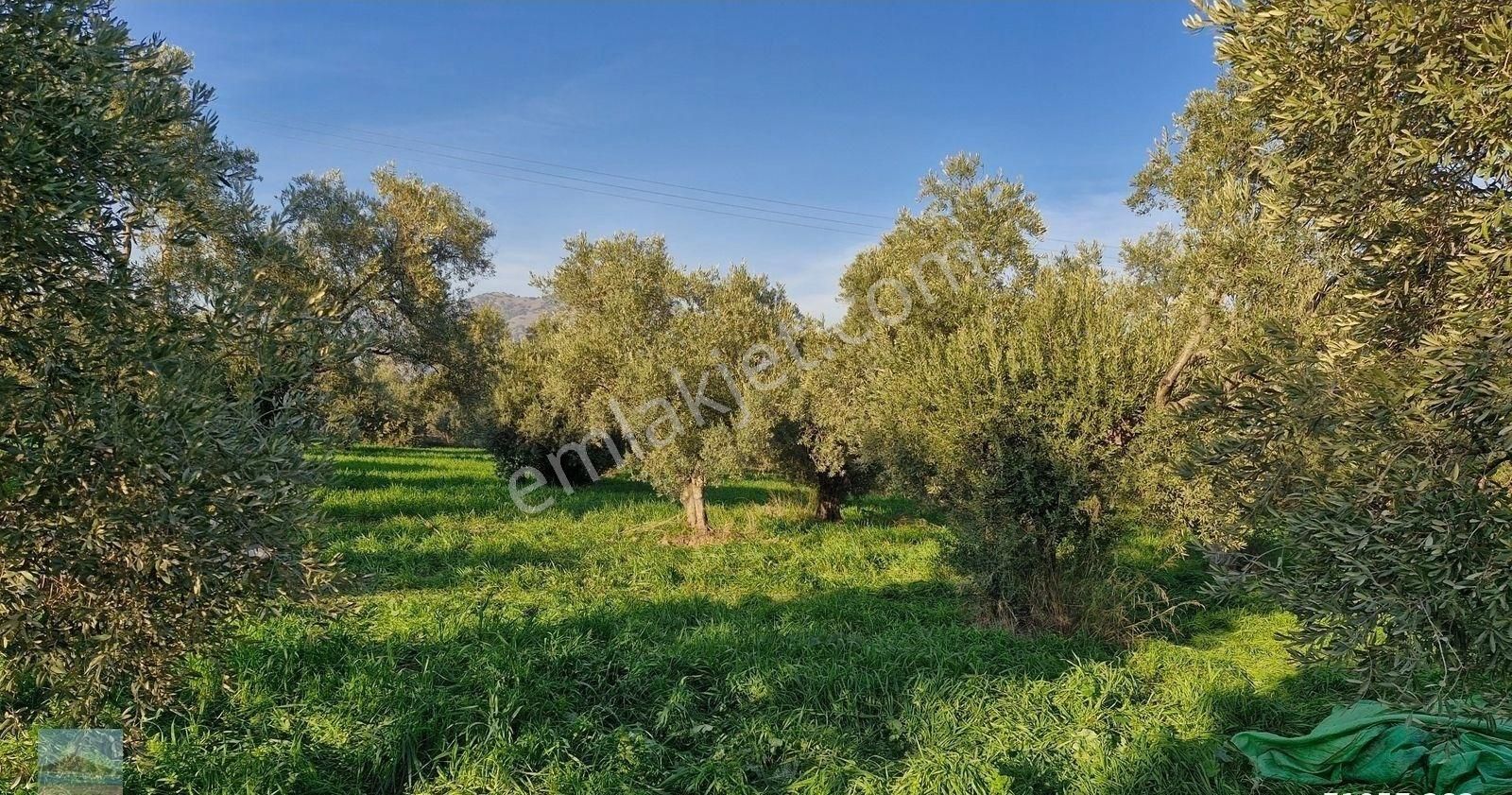 Aydın Germencik Ömerbeyliaydın Merkezde Satılık 7546 M2 Müstakil Tapulu Bahçe - Görsel 27
