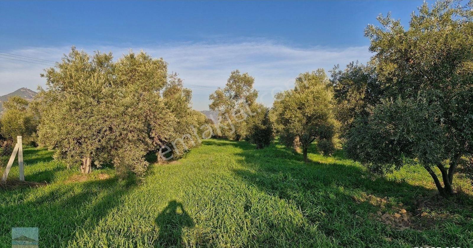 Aydın Germencik Ömerbeyliaydın Merkezde Satılık 7546 M2 Müstakil Tapulu Bahçe - Görsel 23