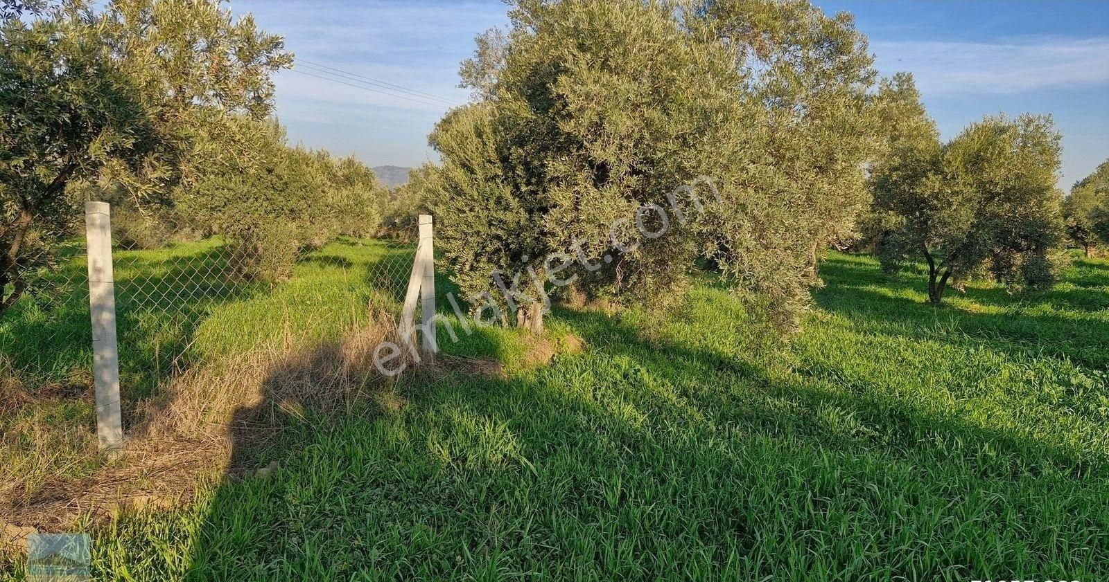 Aydın Germencik Ömerbeyliaydın Merkezde Satılık 7546 M2 Müstakil Tapulu Bahçe - Görsel 2