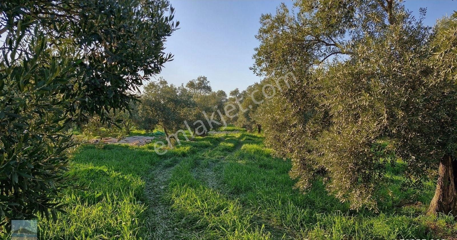 Aydın Germencik Ömerbeyliaydın Merkezde Satılık 7546 M2 Müstakil Tapulu Bahçe - Görsel 17