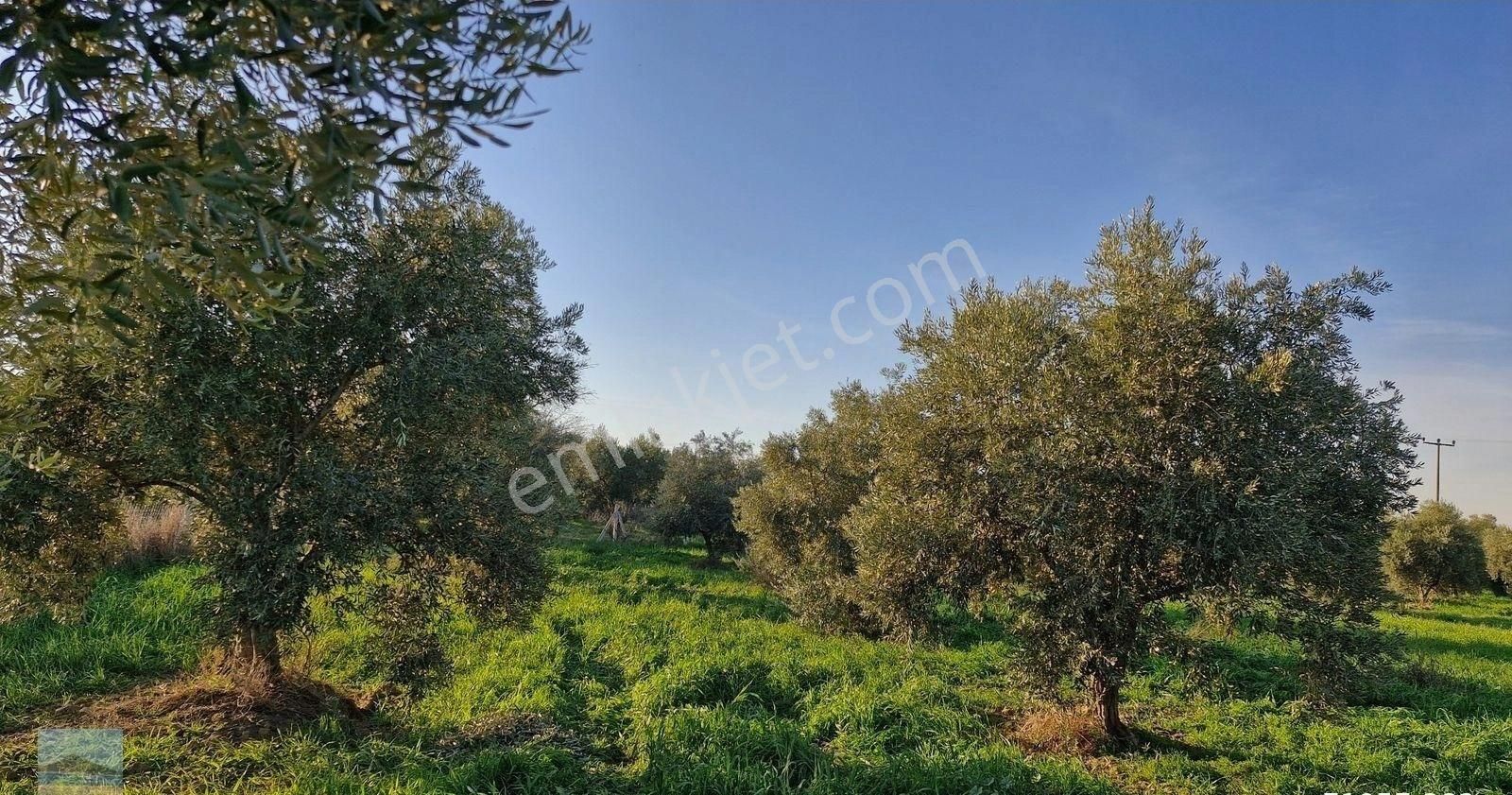 Aydın Germencik Ömerbeyliaydın Merkezde Satılık 7546 M2 Müstakil Tapulu Bahçe - Görsel 25