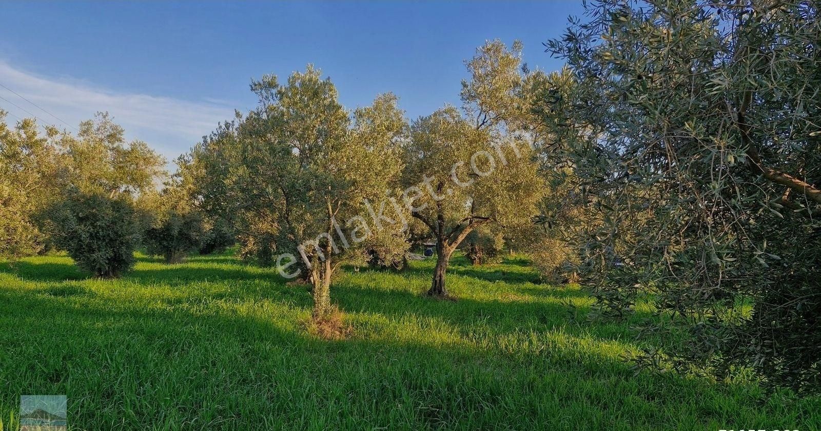 Aydın Germencik Ömerbeyliaydın Merkezde Satılık 7546 M2 Müstakil Tapulu Bahçe - Görsel 29